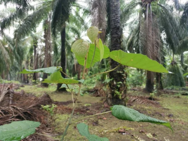 Planě Rostoucí Strom Macaranga Tanarius Plantáži — Stock fotografie