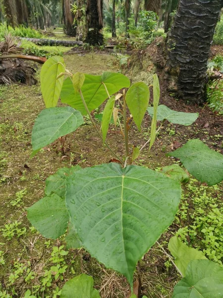 Planta Silvestre Macaranga Tanarius Plantación — Foto de Stock