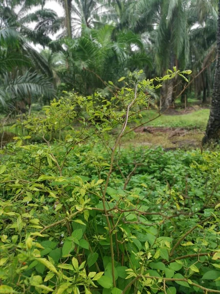 Wilde Macaranga Tanarius Boom Plant Plantage — Stockfoto