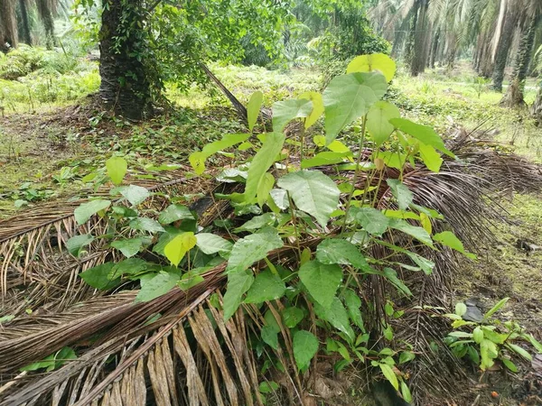 Wild Macaranga Tanarius Tree Plant Plantation — Stock Photo, Image