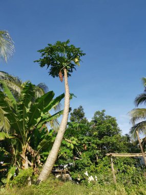 # Uzun boylu papaya ağacı # # Derin mavi gökyüzüne karşı #