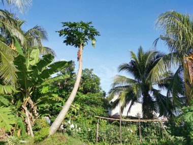 # Uzun boylu papaya ağacı # # Derin mavi gökyüzüne karşı #