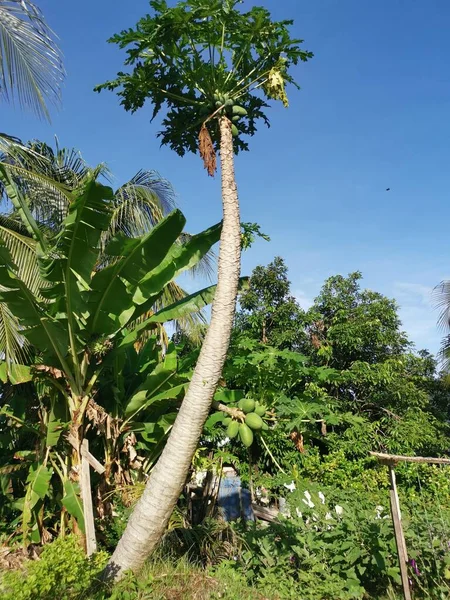 Grand Arbre Papaye Âgé Contre Ciel Bleu Profond — Photo