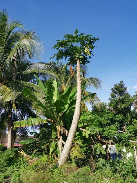 Tall Aged Papaya Tree Deep Blue Sky — Stock Photo, Image