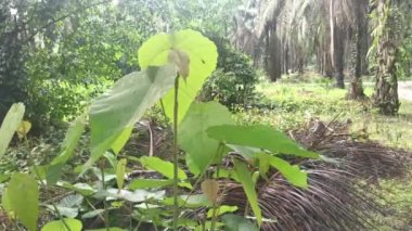 Çiftlikteki vahşi Macaranga tanarius ağacı..