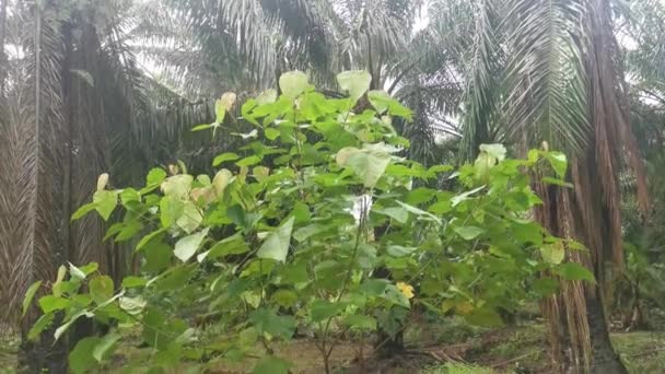 Wilde Macaranga Tanarius Baumpflanze Auf Der Plantage — Stockvideo