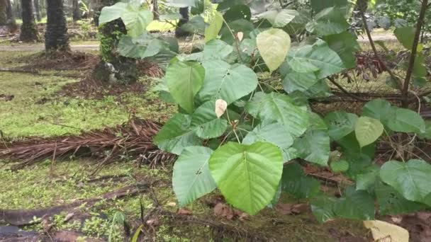 Wilde Macaranga Tanarius Boom Plant Plantage — Stockvideo