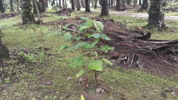 Wild Macaranga Tanarius Tree Plant Plantation — Stock Video