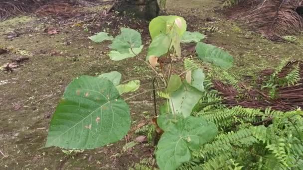 Wilde Macaranga Tanarius Boom Plant Plantage — Stockvideo