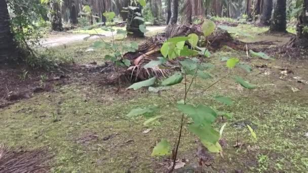 Wild Macaranga Tanarius Tree Plant Plantation — Stock Video