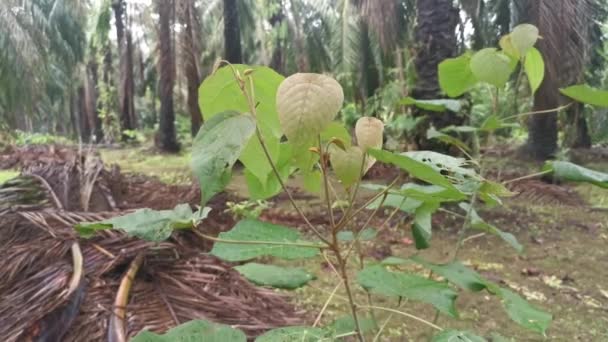 Macaranga Tanarius Sauvage Plante Dans Plantation — Video