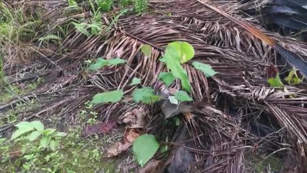 Wilde Macaranga Tanarius Boom Plant Plantage — Stockvideo