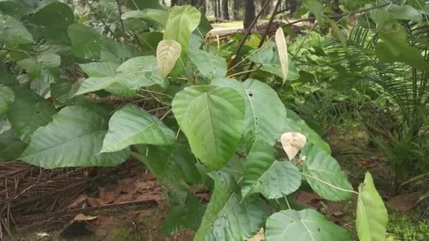 Macaranga Tanarius Sauvage Plante Dans Plantation — Video