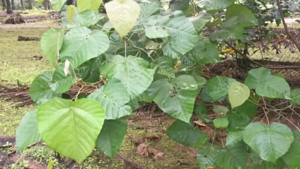 Macaranga Tanarius Sauvage Plante Dans Plantation — Video