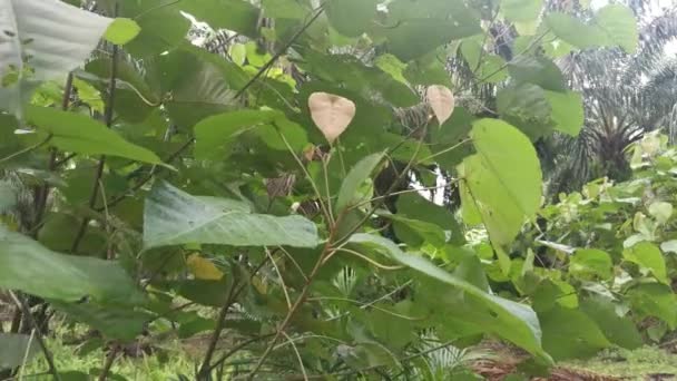 Çiftlikteki Vahşi Macaranga Tanarius Ağacı — Stok video