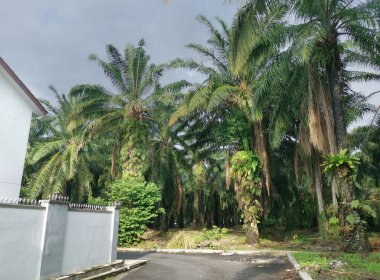 ağaçlar ya da yapraklar yerleşim caddesi boyunca ya da çevresinde büyür..