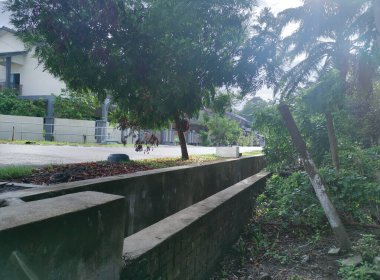 ağaçlar ya da yapraklar yerleşim caddesi boyunca ya da çevresinde büyür..