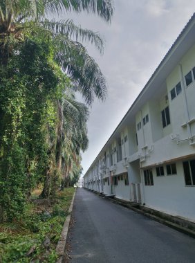 ağaçlar ya da yapraklar yerleşim caddesi boyunca ya da çevresinde büyür..