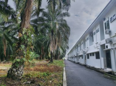 ağaçlar ya da yapraklar yerleşim caddesi boyunca ya da çevresinde büyür..