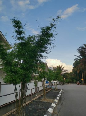 ağaçlar ya da yapraklar yerleşim caddesi boyunca ya da çevresinde büyür..