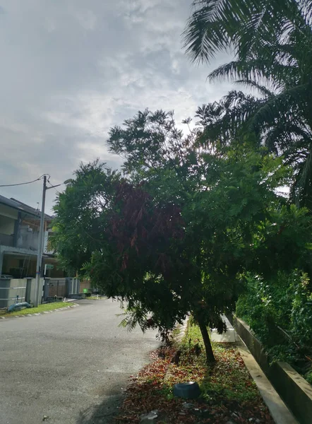 Bomen Gebladerte Groei Langs Rond Residentiële Straat — Stockfoto