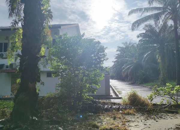 Árvores Crescimento Folhagem Longo Torno Rua Residencial — Fotografia de Stock