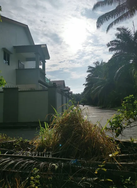 Bomen Gebladerte Groei Langs Rond Residentiële Straat — Stockfoto