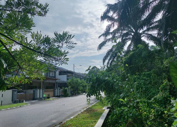 Bomen Gebladerte Groei Langs Rond Residentiële Straat — Stockfoto