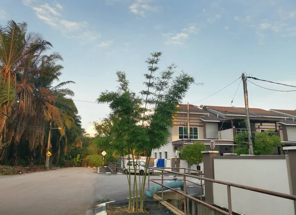 Bomen Gebladerte Groei Langs Rond Residentiële Straat — Stockfoto