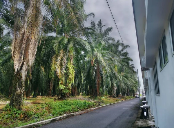 Bomen Gebladerte Groei Langs Rond Residentiële Straat — Stockfoto