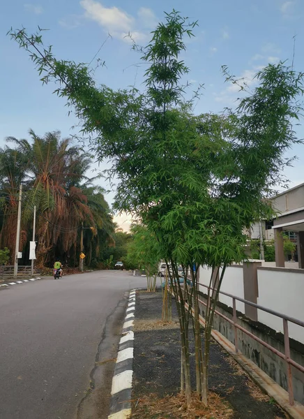 Bomen Gebladerte Groei Langs Rond Residentiële Straat — Stockfoto