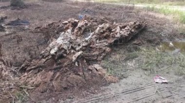 Yerde çürüyen bir ağaç gövdesi var.
