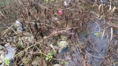 Kirli su yüzeyinde yüzen öğütülmüş cam şişe.