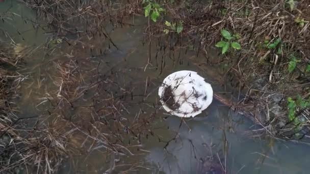 Placa Poliestireno Desechada Flotando Superficie Del Agua Sucia — Vídeos de Stock