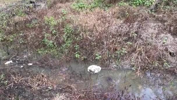 Piatto Polistirolo Smaltito Galleggiante Sulla Superficie Dell Acqua Sporca — Video Stock