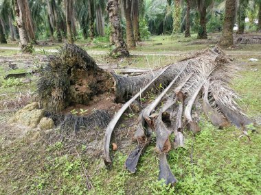 Yere düşen çürümüş ağaç gövdesi.