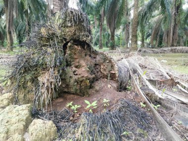 Yere düşen çürümüş ağaç gövdesi.