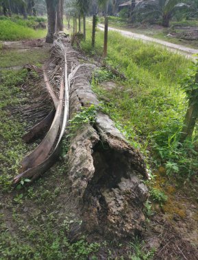 Yere düşen çürümüş ağaç gövdesi.