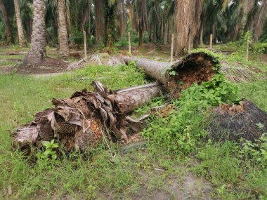 Yere düşen çürümüş ağaç gövdesi.