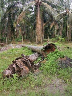Yere düşen çürümüş ağaç gövdesi.