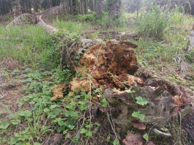 Yere düşen çürümüş ağaç gövdesi.