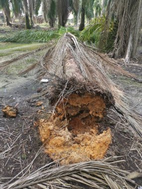 Yere düşen çürümüş ağaç gövdesi.