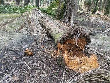 Yere düşen çürümüş ağaç gövdesi.