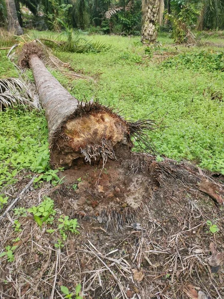 Tronco Árvore Decomposição Caído Chão — Fotografia de Stock