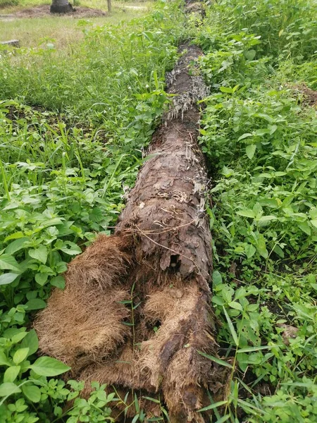 Spadlý Rozkládací Kmen Stromu Zemi — Stock fotografie