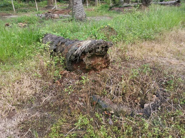 Tronco Albero Caduto Decompone Terra — Foto Stock