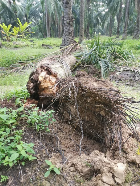 Tronco Árvore Decomposição Caído Chão — Fotografia de Stock