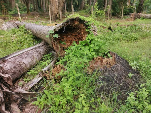 Upadły Rozkłada Pień Drzewa Ziemi — Zdjęcie stockowe