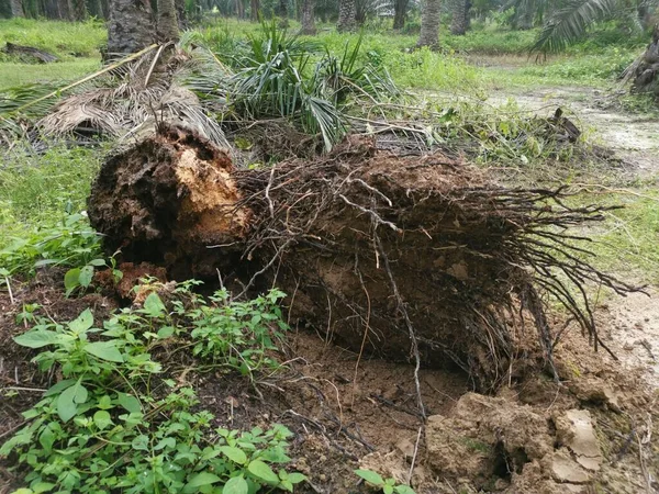 Tronco Árvore Decomposição Caído Chão — Fotografia de Stock