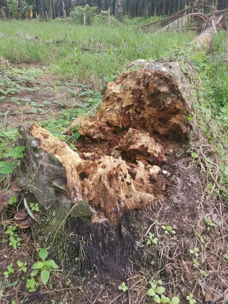 Spadlý Rozkládací Kmen Stromu Zemi — Stock fotografie